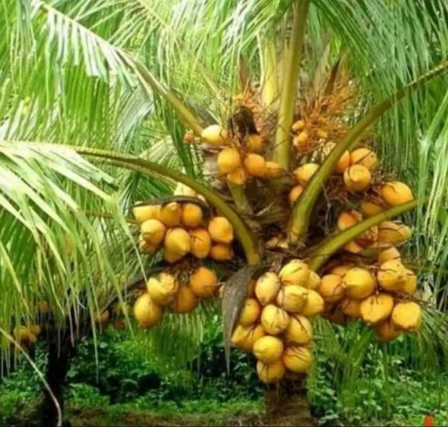 Dwarf Coconut (બૌનો નાળિયેર)